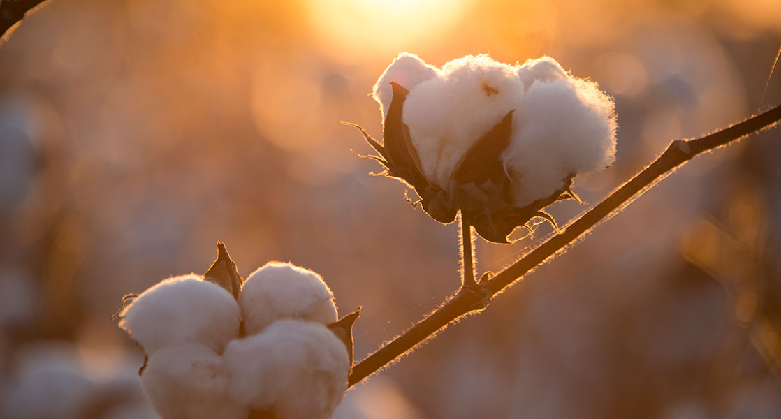 Cotton Insect Losses