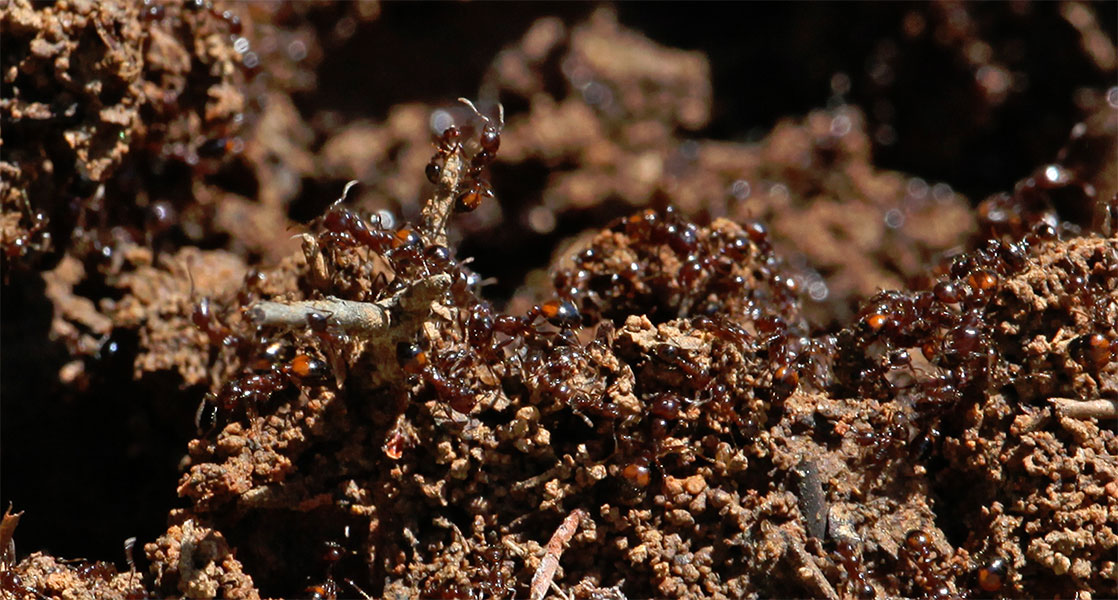 Fire Ant Control