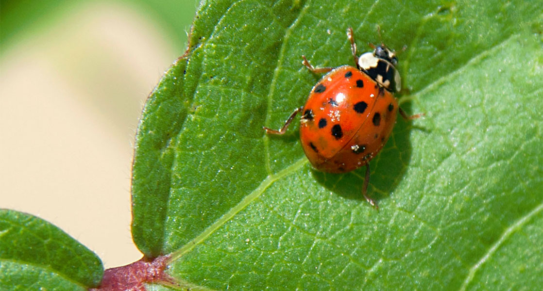 Insect Identification