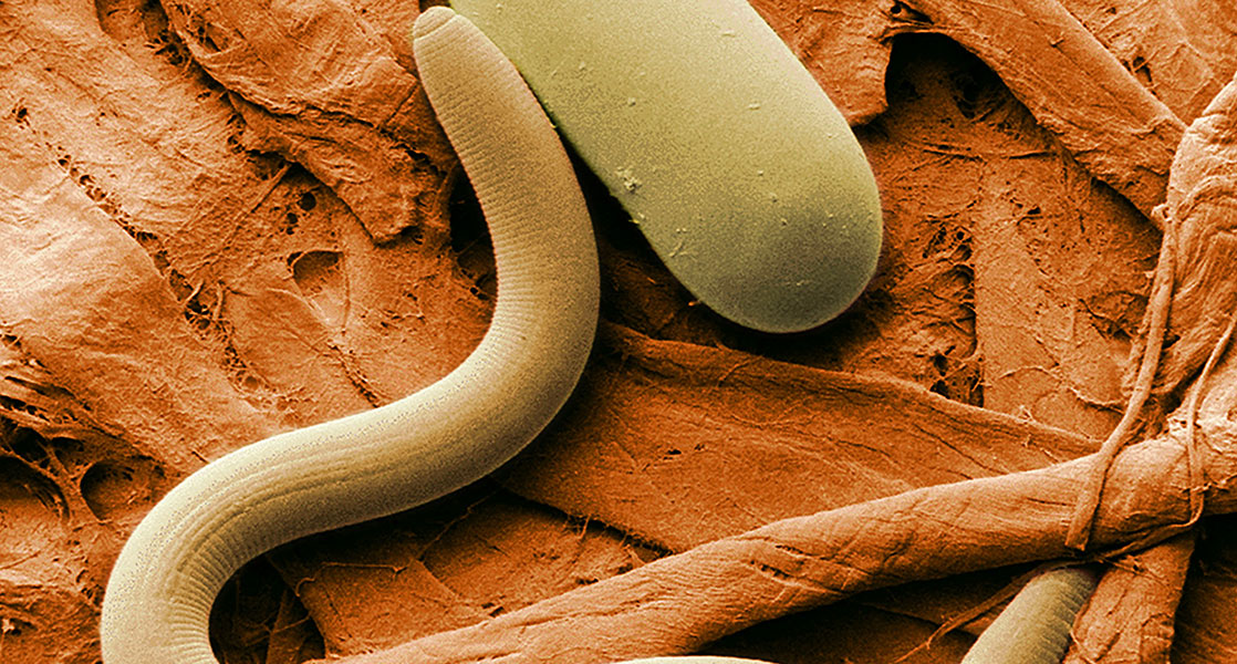 Nematode Identification