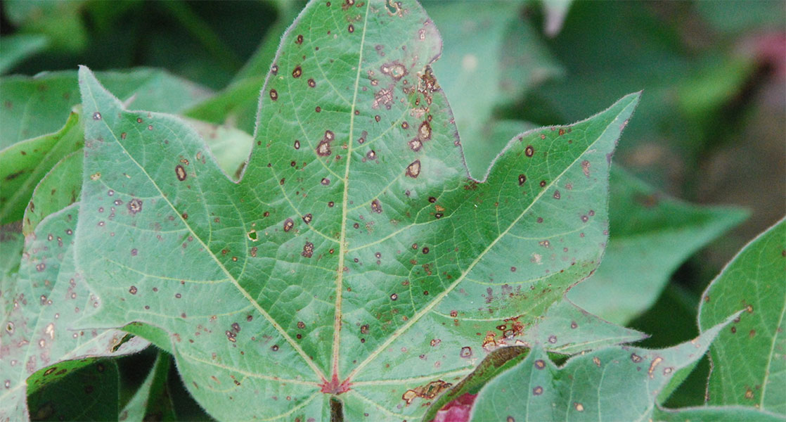 Plant Disease Identification