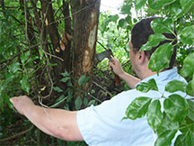 Invasive Beetle Threatens Avocados and Other Laurel Trees