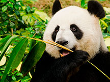 MSU Professor Finds Pandas May Aid Biofuel Production