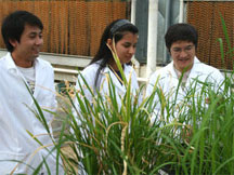 Snap, Crackle, Pop!  Conversations in a Rice Cell