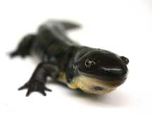 Developing Reproductive Technologies for Salamanders