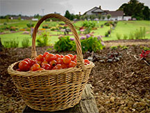 Targeting Tomatoes